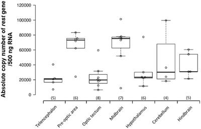 Expression of Repressor Element 1 Silencing Transcription Factor (REST) in Serotonin Neurons in the Adult Male Nile Tilapia (Oreochromis niloticus)